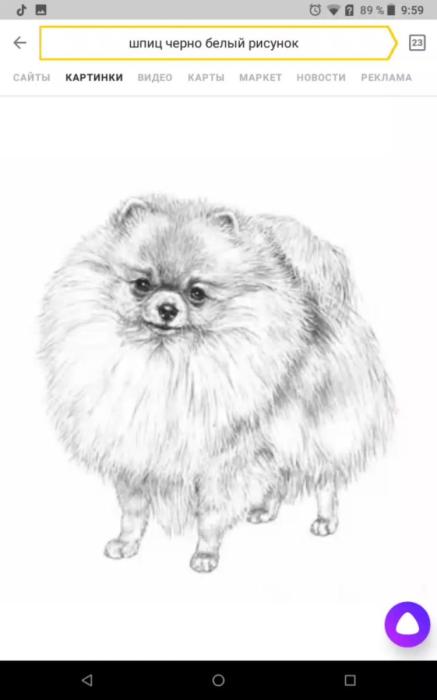 Щенки шпица