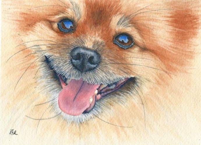 Шпиц рисунок