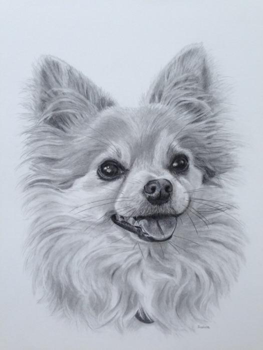 Животные карандашом