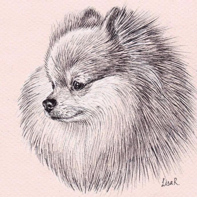 Померанский шпиц карандашом