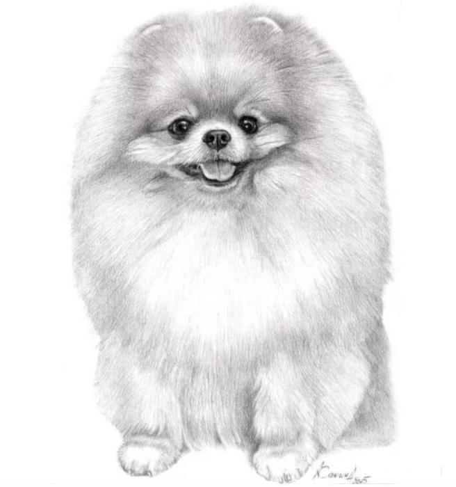 Контур померанского шпица