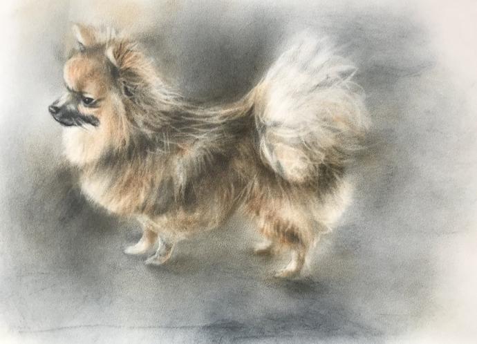 Портрет шпица