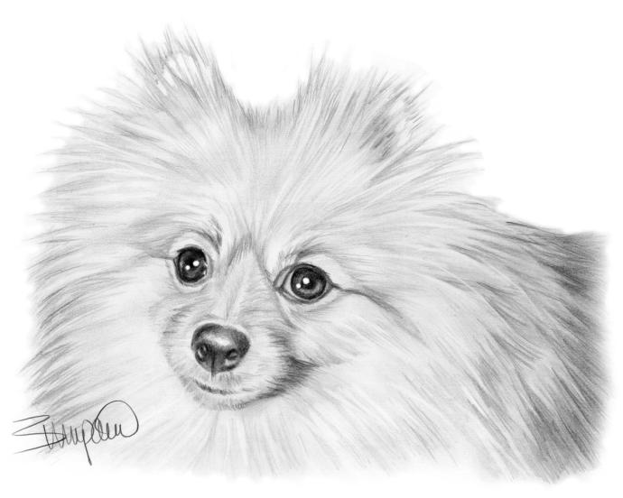Шпиц рисунок карандашом