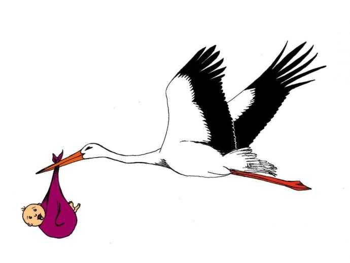 Аист рисунок