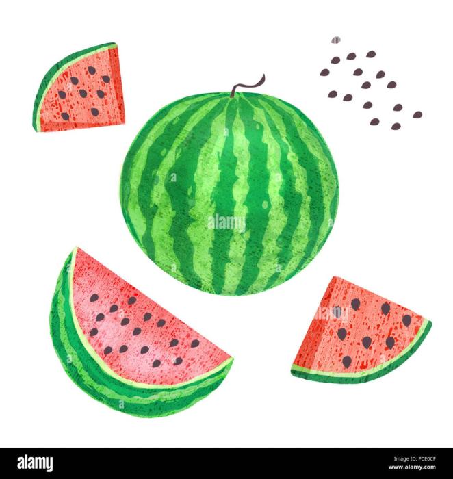 Семена арбуза рисование