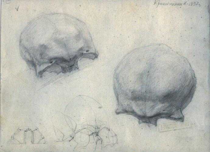 Череп Академический рисунок