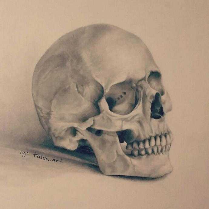 Череп рисунок