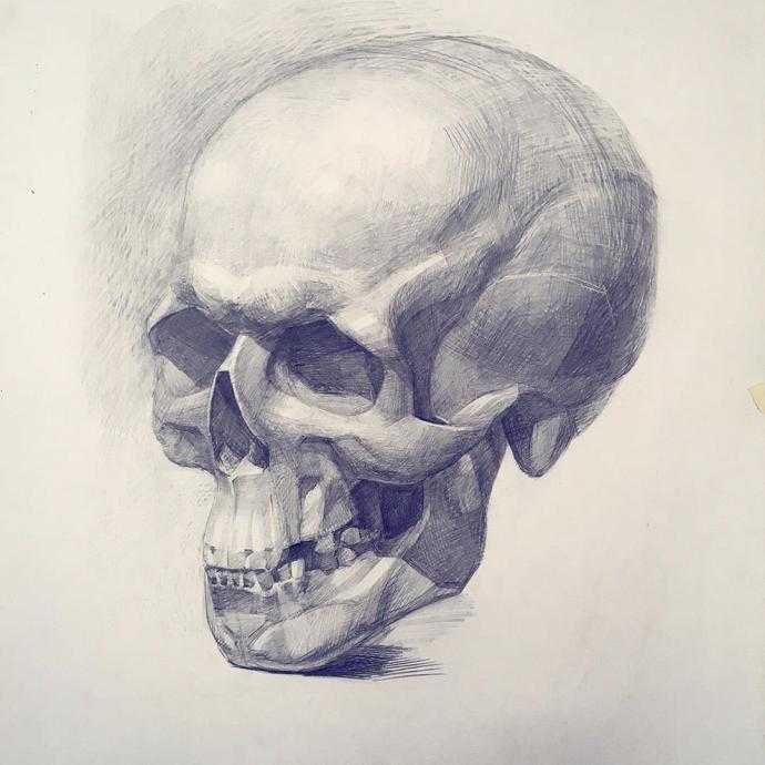 Череп сбоку рисунок Академический