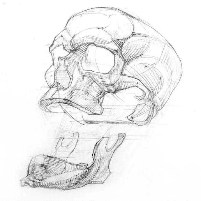 Баммес анатомия для художников череп