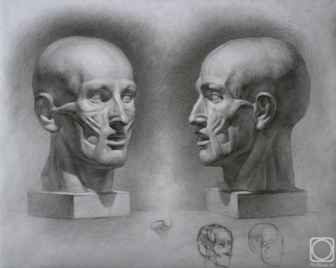 Анатомические зарисовки черепа