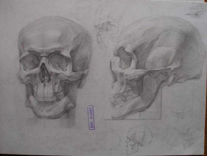 Академический рисунок черепа Академия художеств
