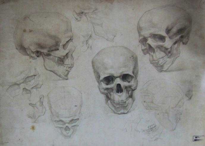 Череп Экорше Академический