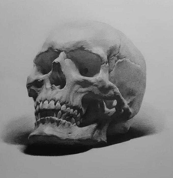 Череп художественный анатомия