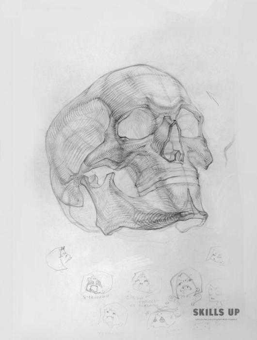 Череп анфас Академический