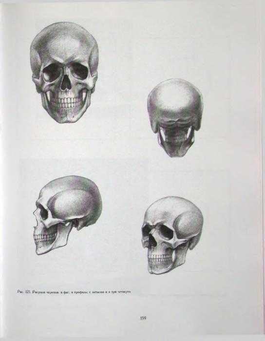 Могилевцев Экорше