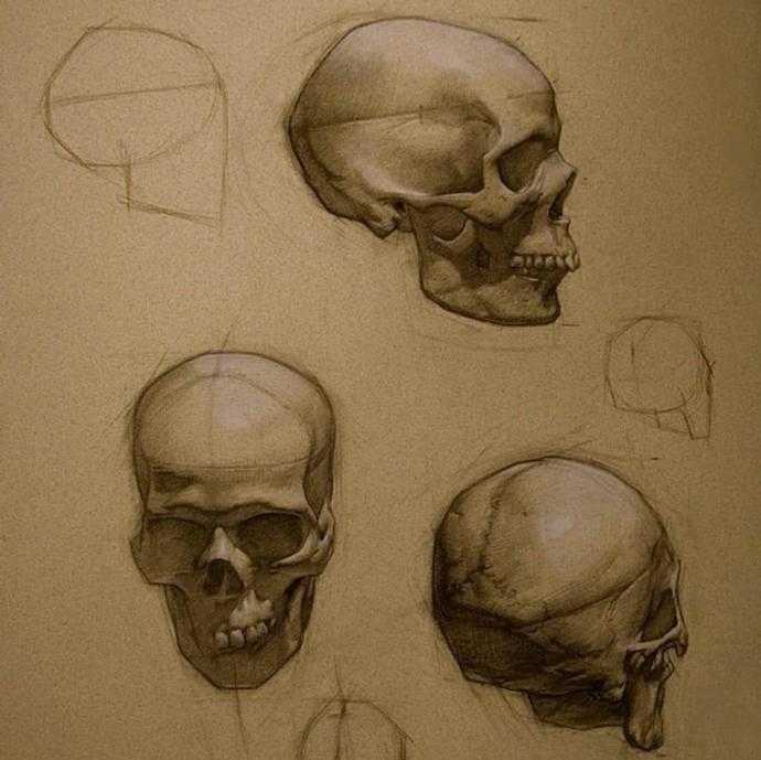 Анатомия Барчаи череп