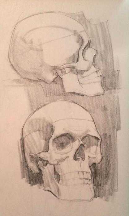 Обрубовка черепа Академический