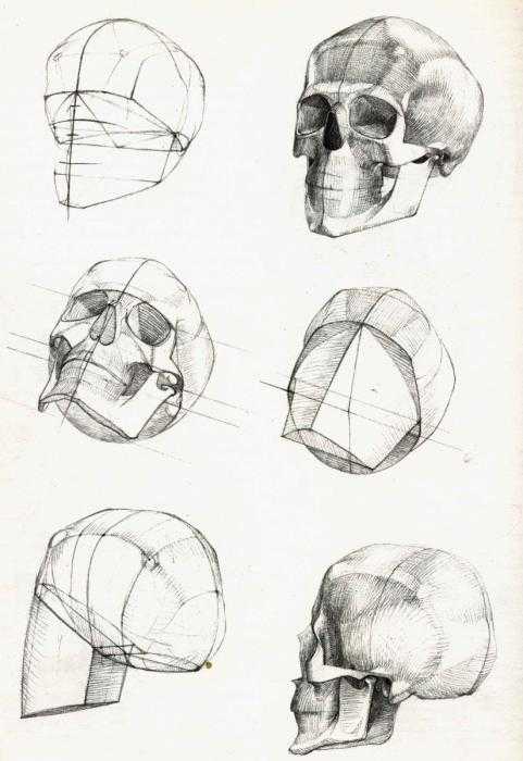 Анатомия черепа человека Баммес
