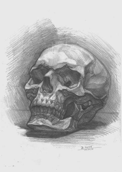 Анатомия костей черепа в разных ракурсах