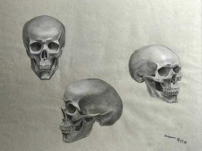 Череп с разных ракурсов карандашом