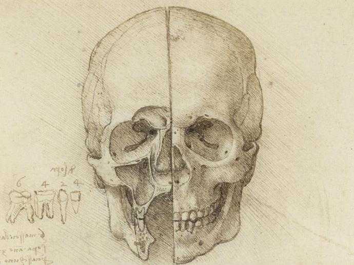 Череп академический рисунок