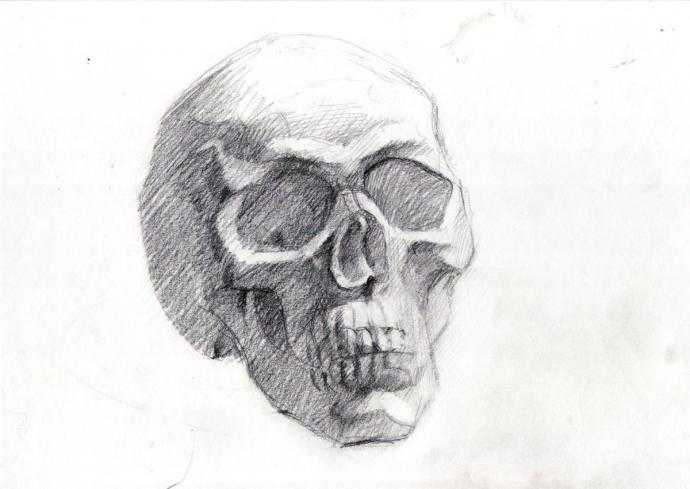 Анатомия черепа Рыжкин