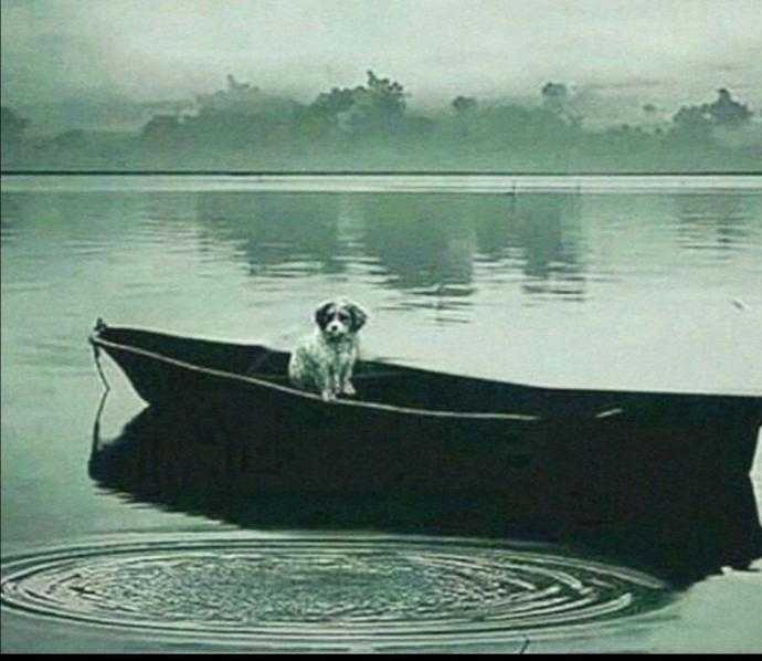 Мазай и зайцы Герасим и му-му