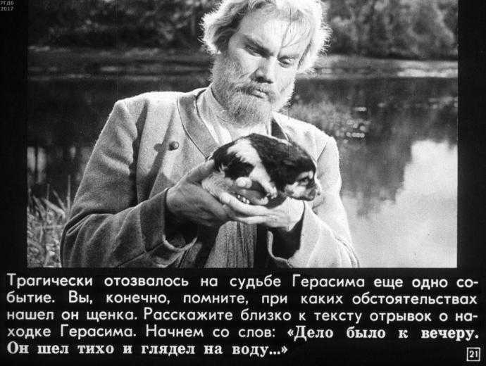 Королевский Чарльз спаниель