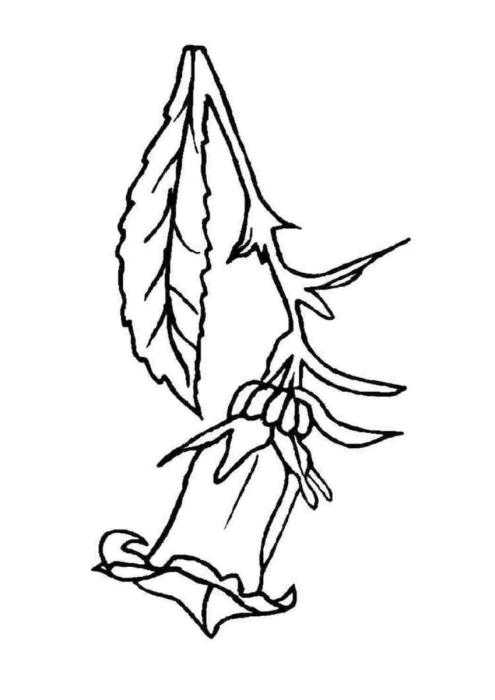 Колокольчик растение раскраска