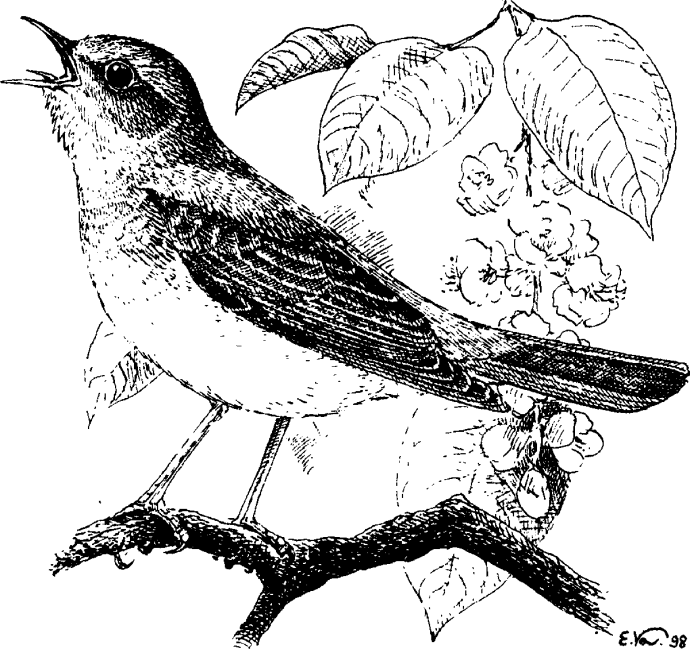 Птицы монохром для декупажа