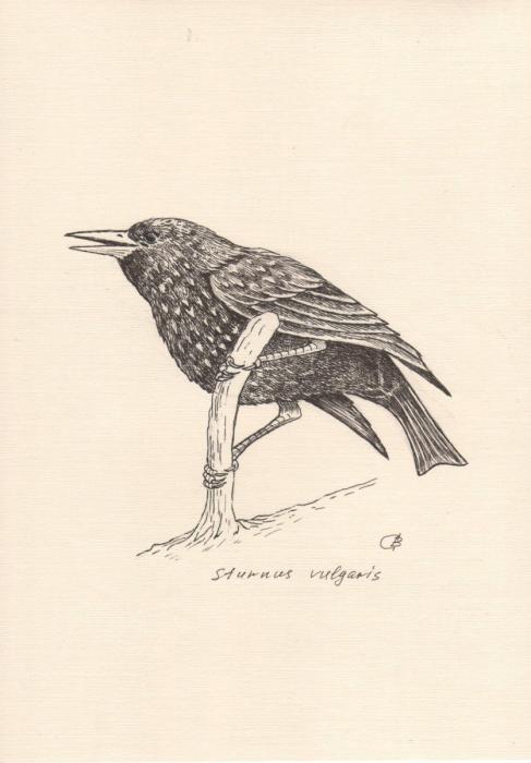 Грач раскраска для детей