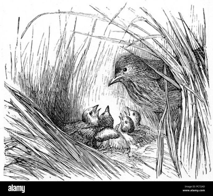 Скворечник с птицами раскраска