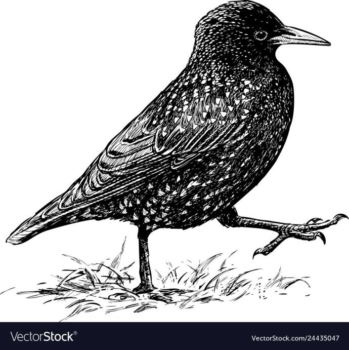 Соловей рисунок