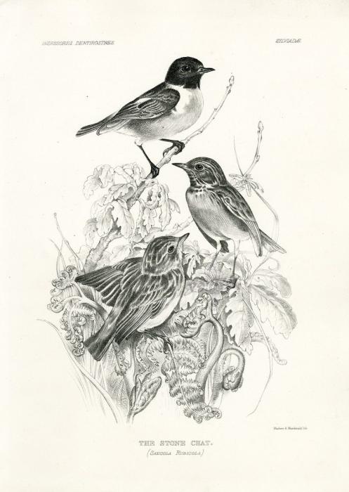 Скворец черно белый