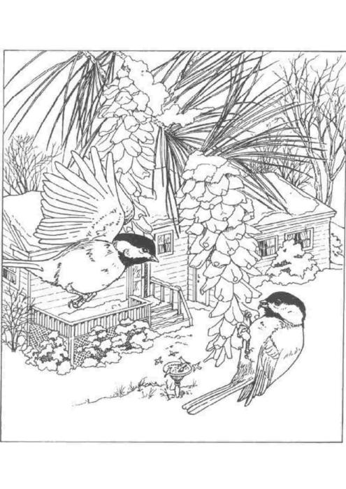 Художник Сьюзен Бордет Susan Bourdet птицы