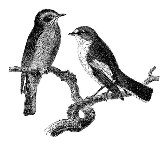 Раскраска перелетные птицы весной