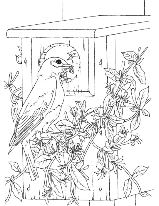 Картина птицы прилетели для детей