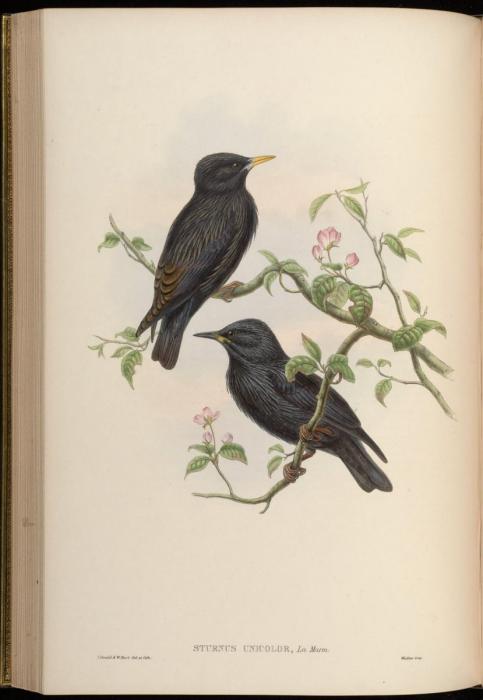 Соловей раскраска