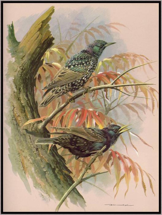 Скворец на чужбине Ладонщиков