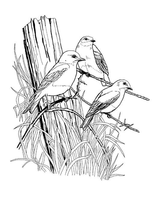 Скворец раскраска для детей