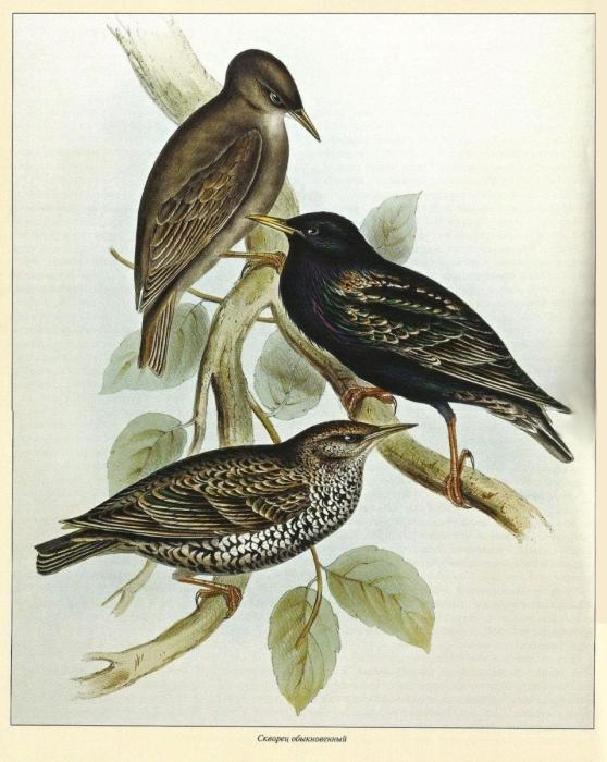 А.Куприна скворцы