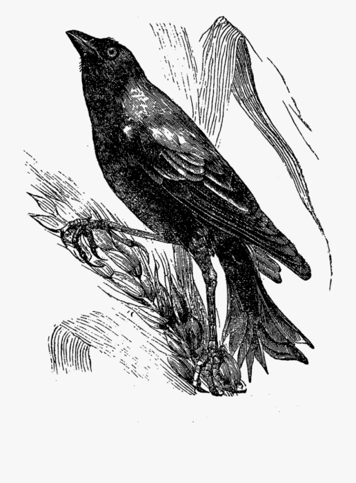 Картина птицы прилетели