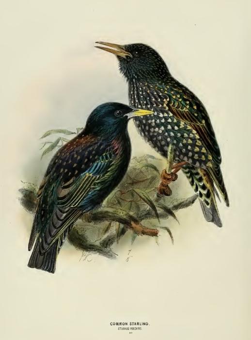 Гнездо для птиц.