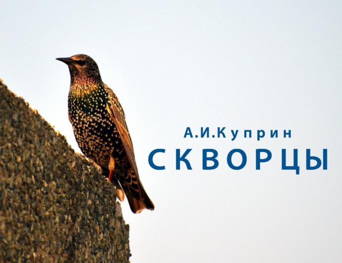 Трафареты для вышивки гладью птицы