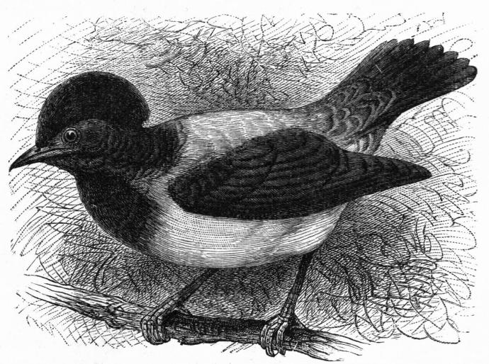 Скворец акварель