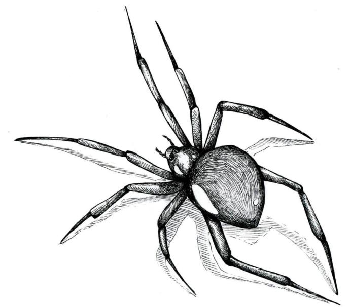 Паук эскиз
