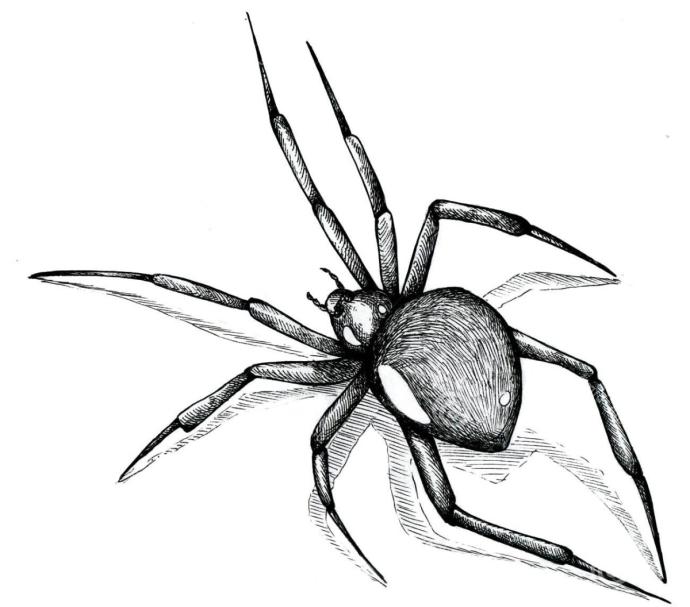 Тарантул тату эскиз