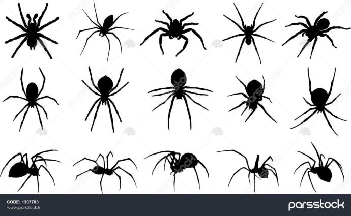 Анатомия пауков для рисования