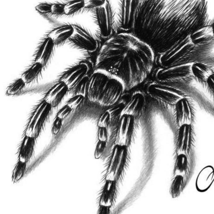 Паук гравировка