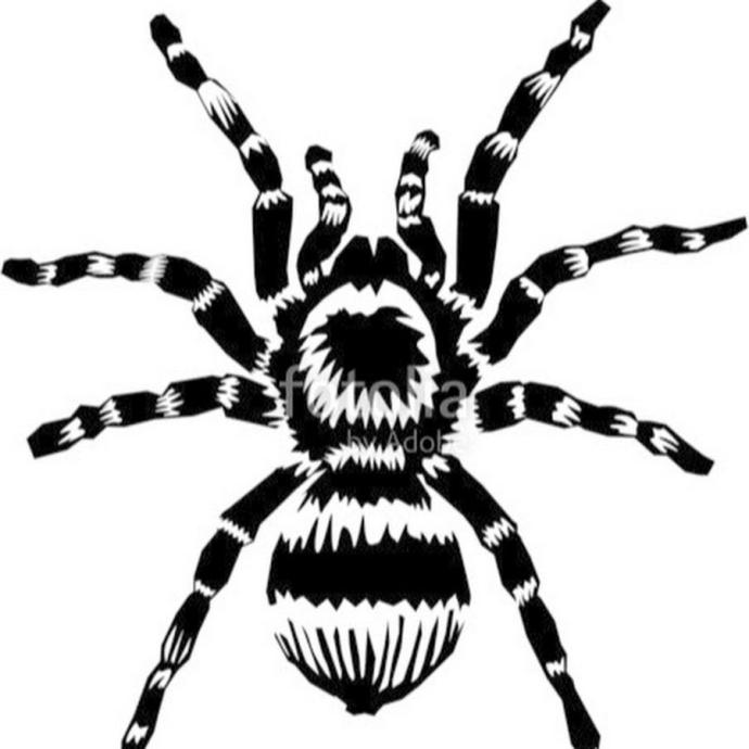 Черный паук вид сверху